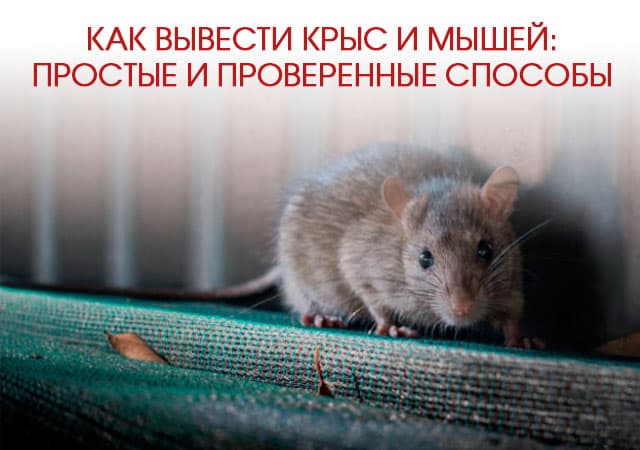 Как вывести крыс и мышей в Румянцево: простые и проверенные способы