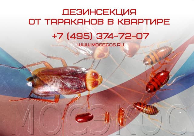 Дезинсекция от тараканов в квартире в Румянцево