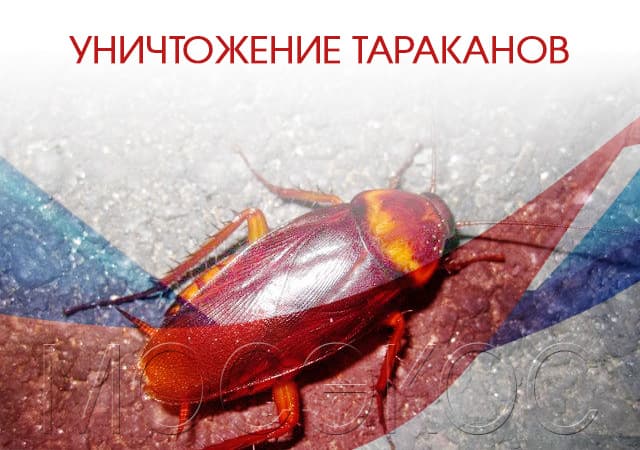 Уничтожение тараканов в Румянцево