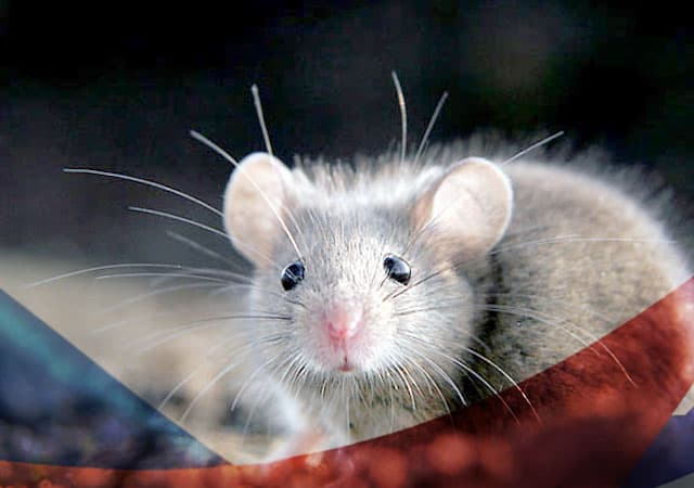 Уничтожение мышей в Румянцево