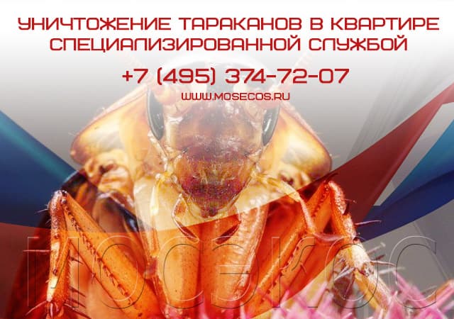 Уничтожение тараканов специализированной службой в Румянцево